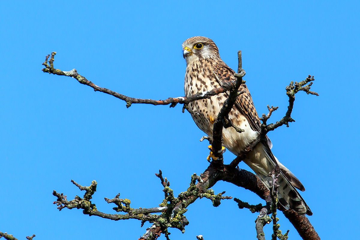 Turmfalke