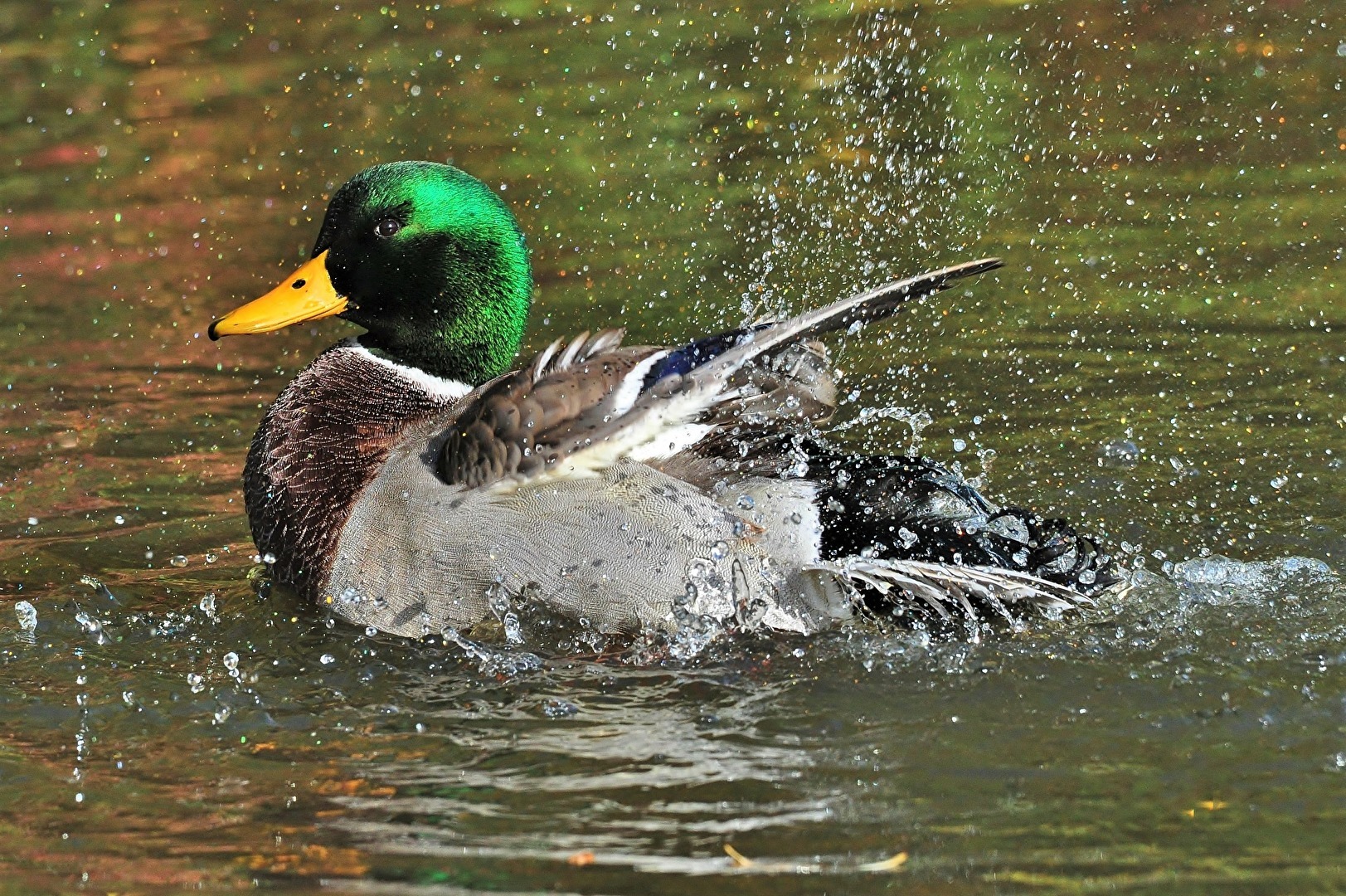 " Morgen - Dusche "