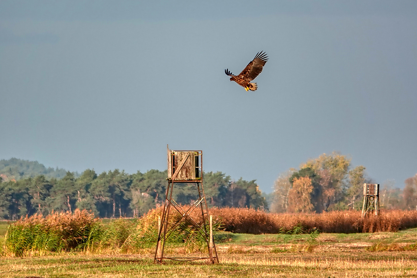 Seeadler