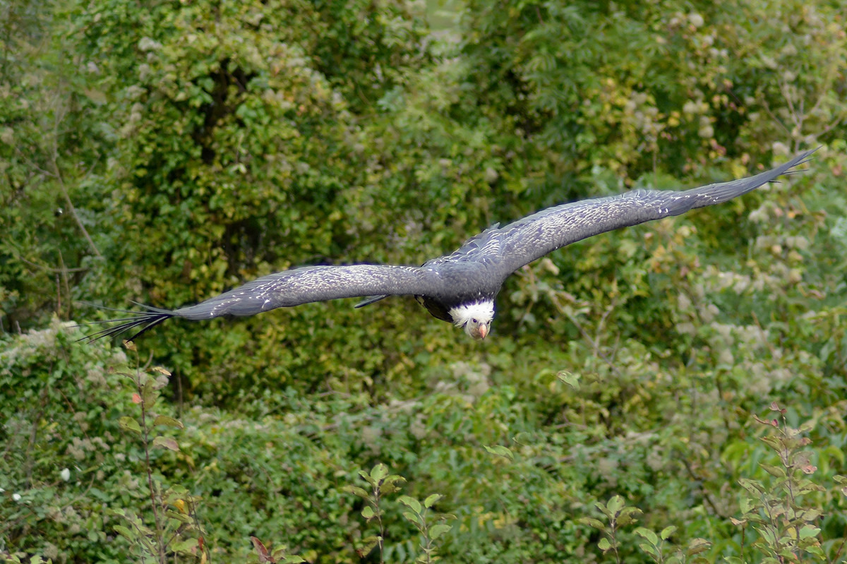 Weisskopfseeadler