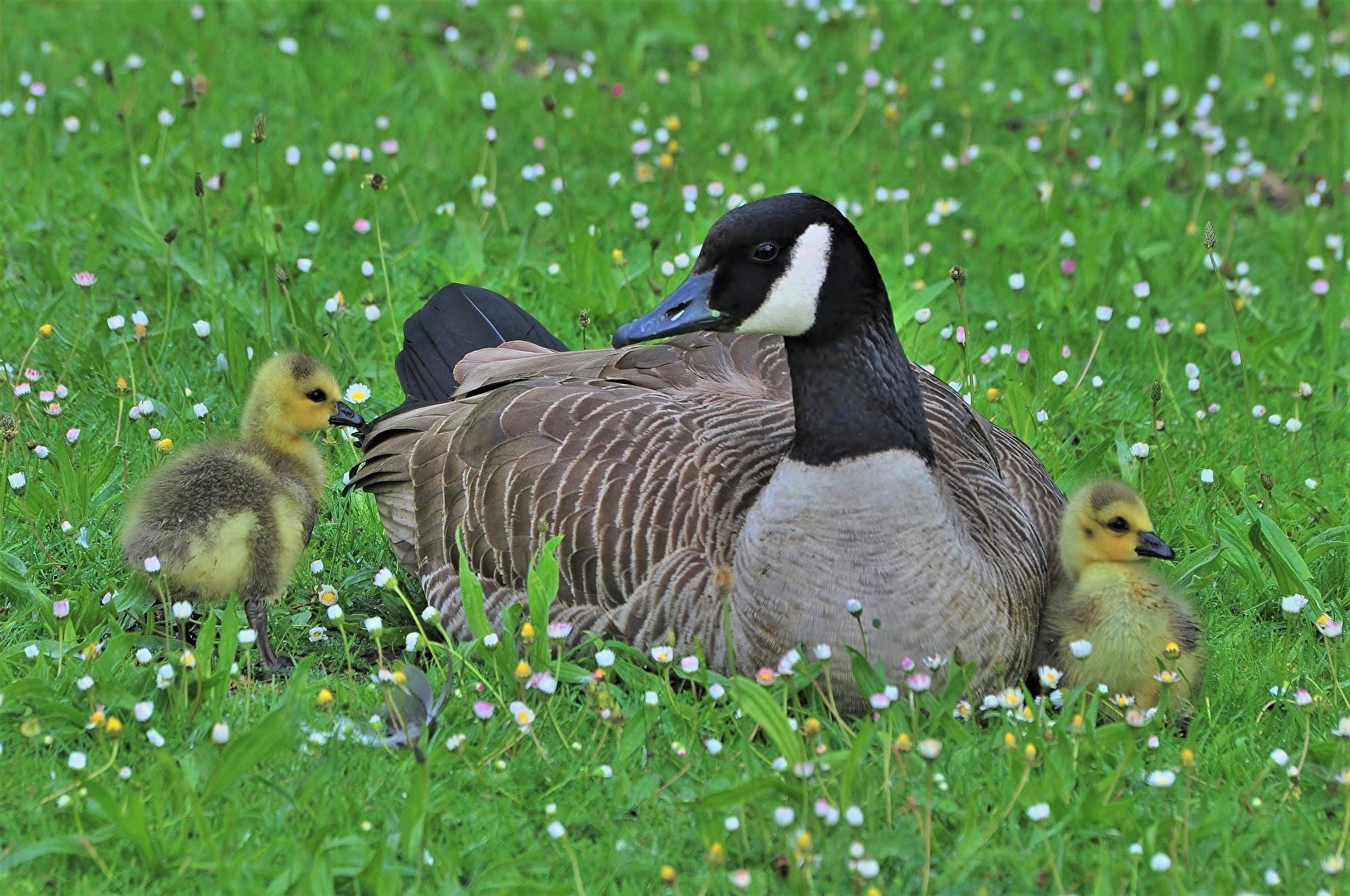 " Mama , wir bleiben bei Dir "