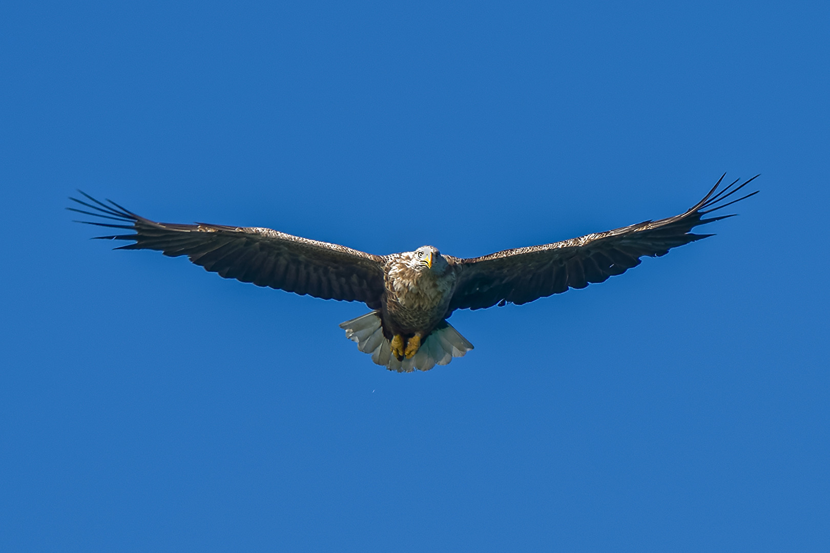 Seeadler 1