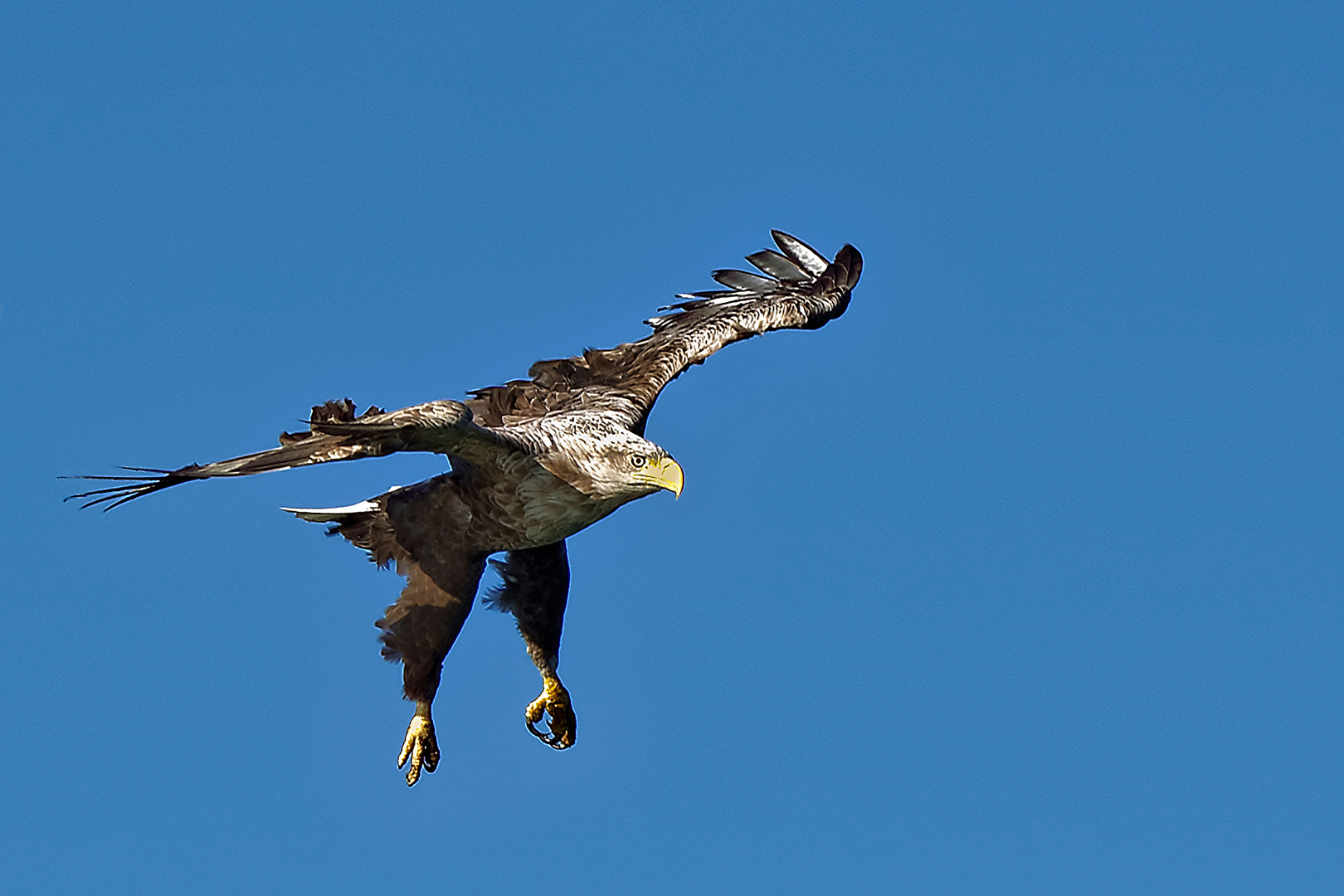 Seeadler 3