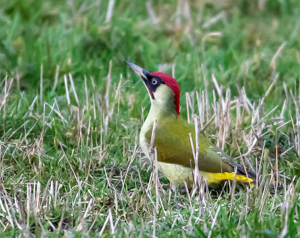 Grünspecht bei der Beobachtung seines Umfeldes