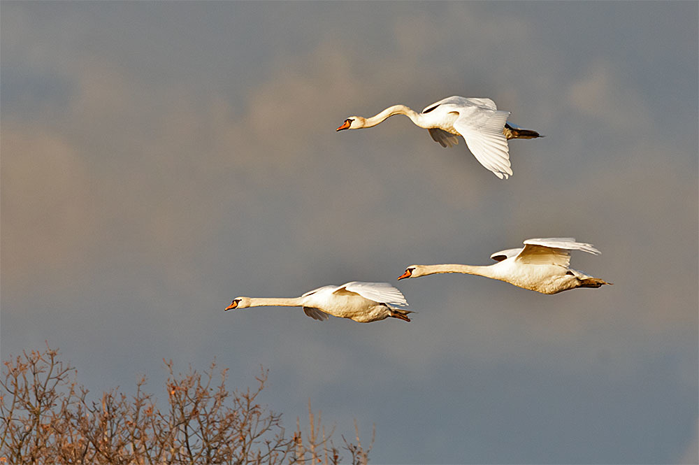 Diese drei Schwäne befanden sich im Anflug
