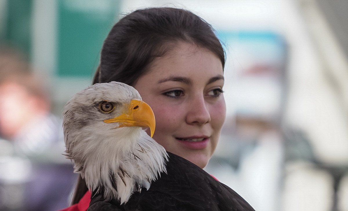 Weisskopf - Seeadler