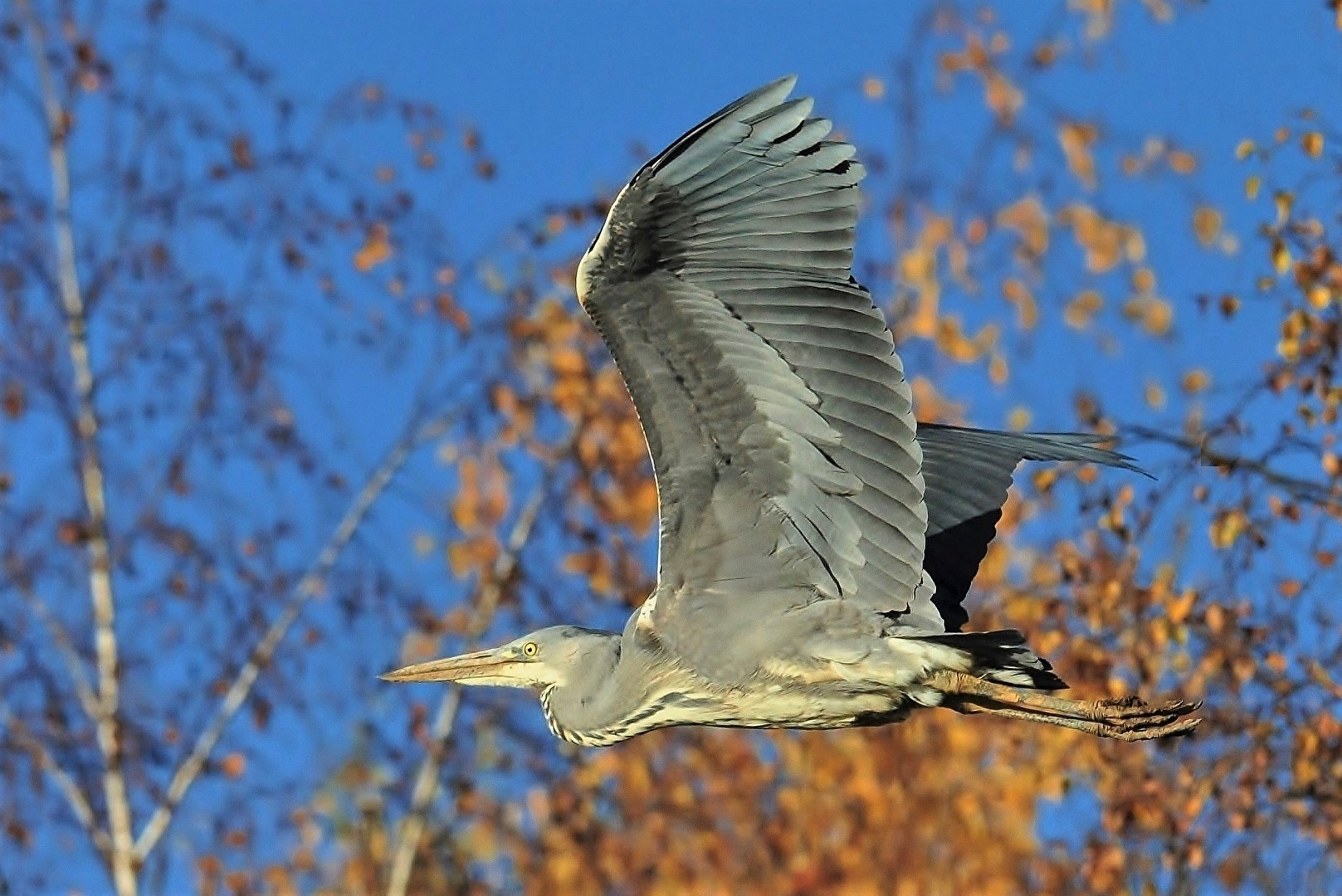 " Vorbei - Flug "