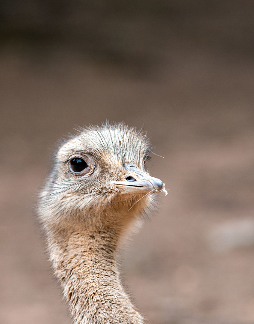 Emu Zoo Saarbrücken