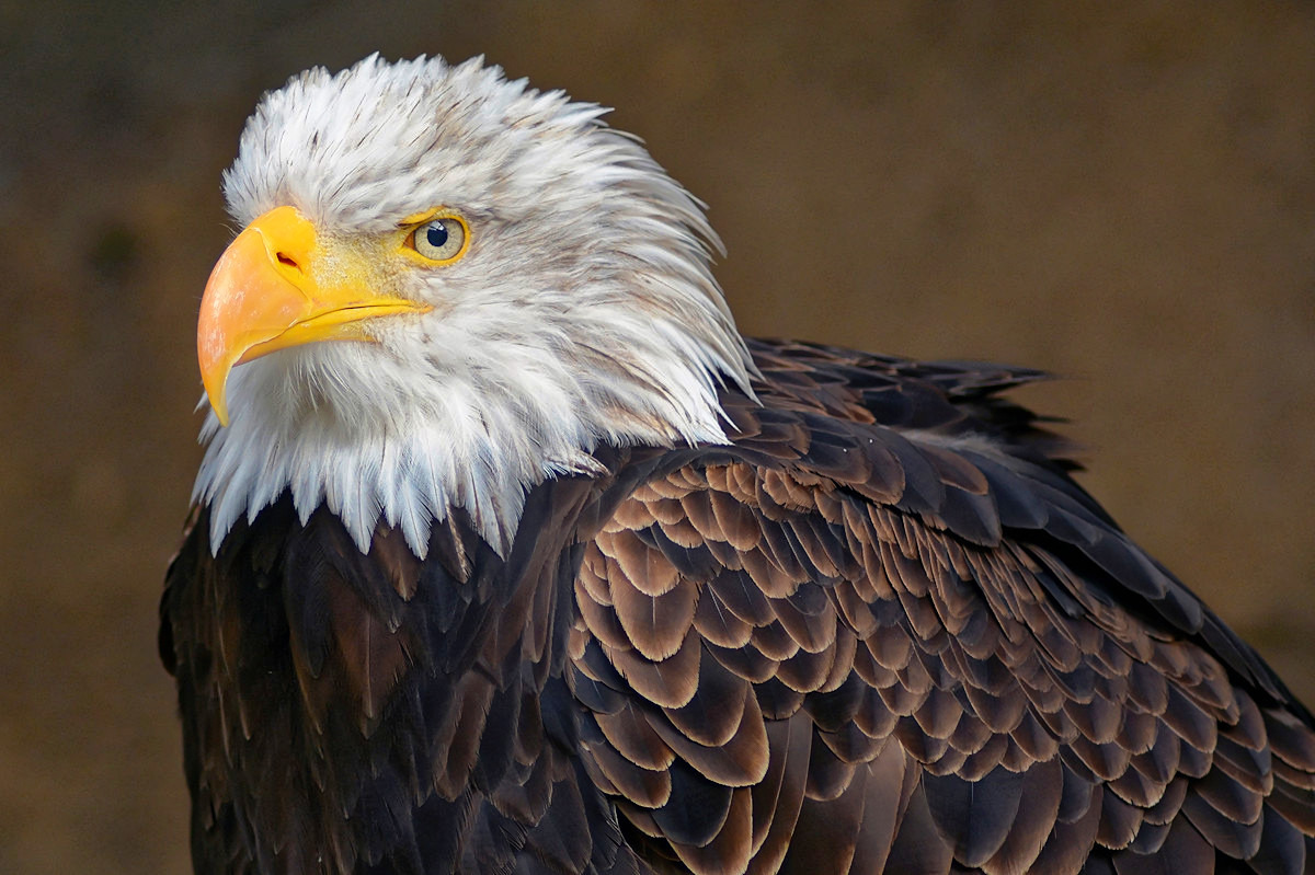 Weißkopfseeadler