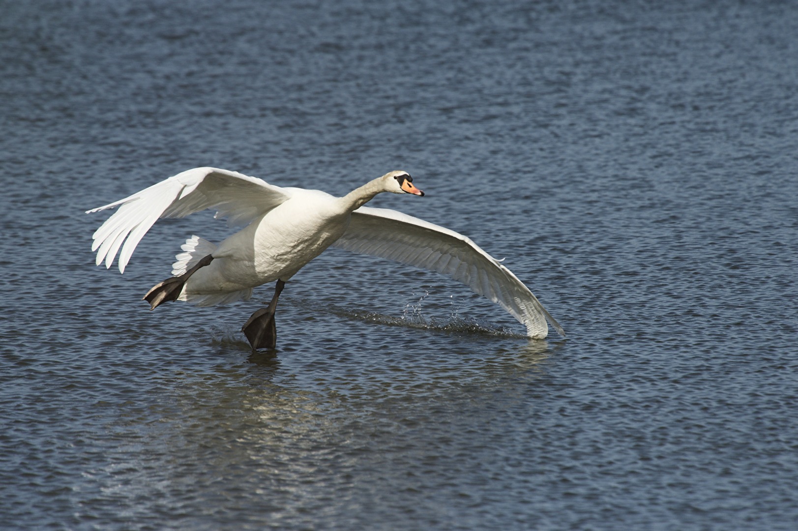 Vögel