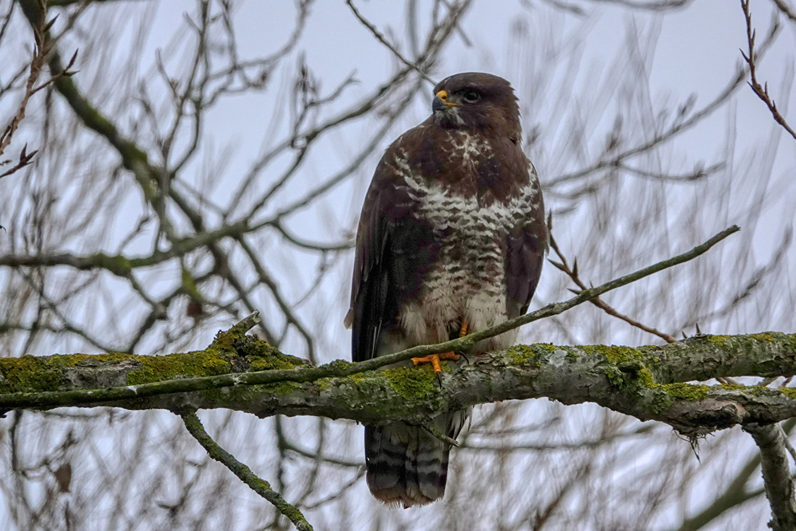 Mäusebussard