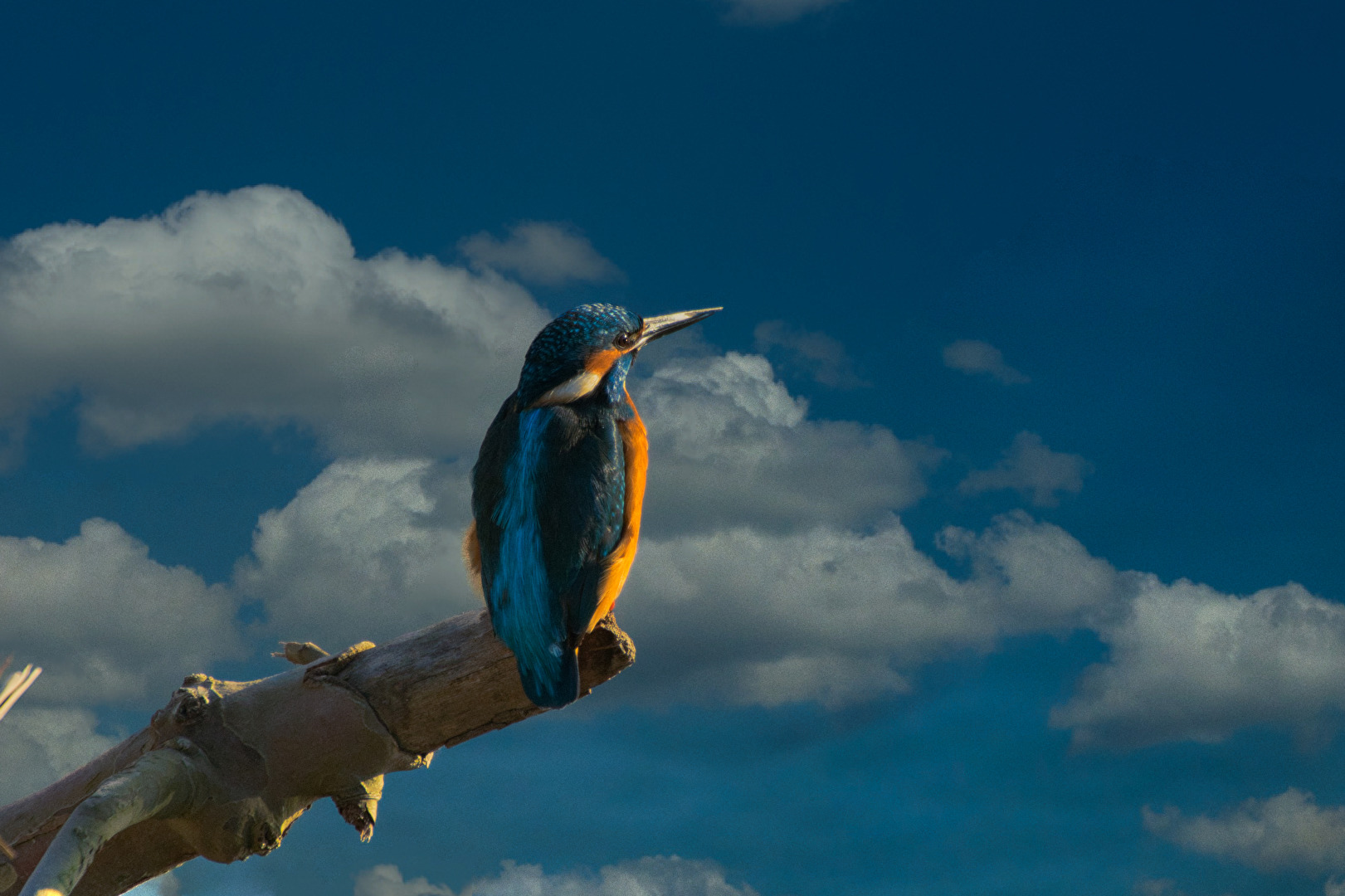 Kingfisher
