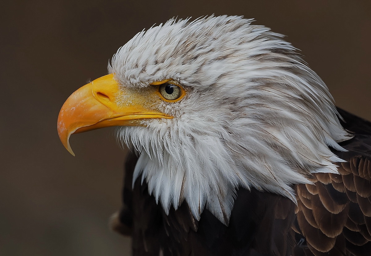 Weiskopf - Seeadler