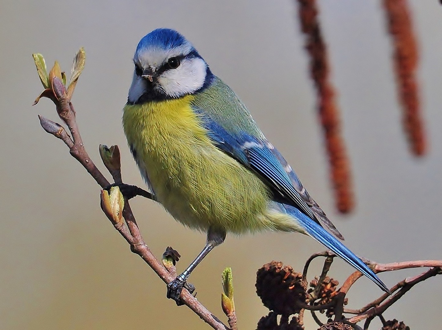 " Schnabel - Bruch "