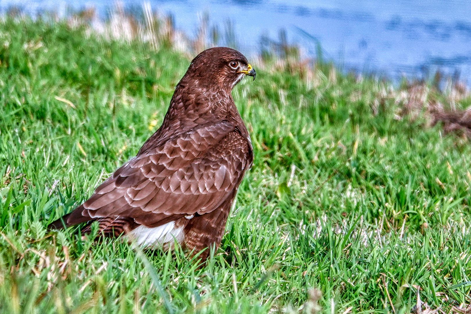 Common Buzzard