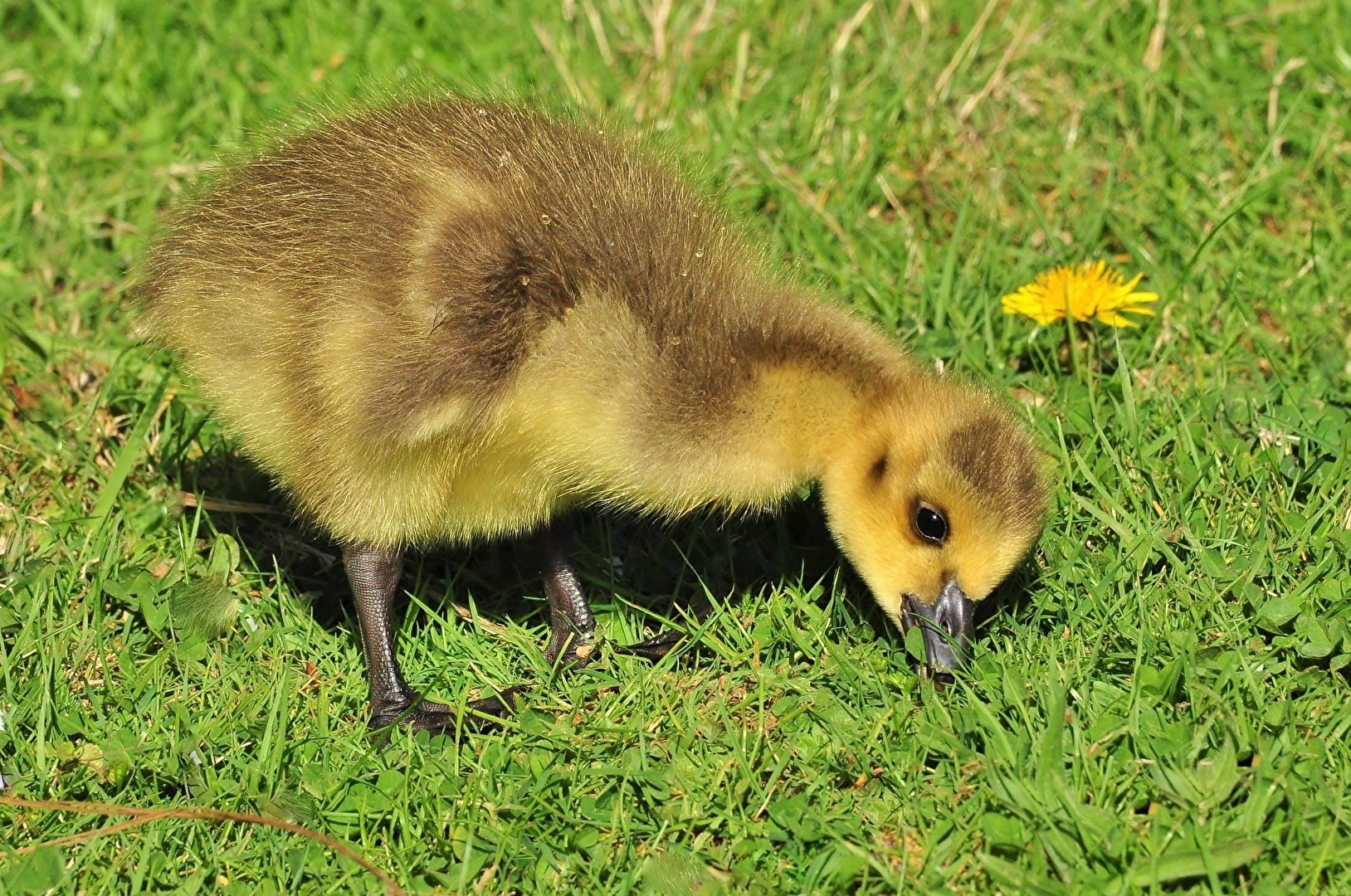 " Ich höre das Gras wachsen ! "