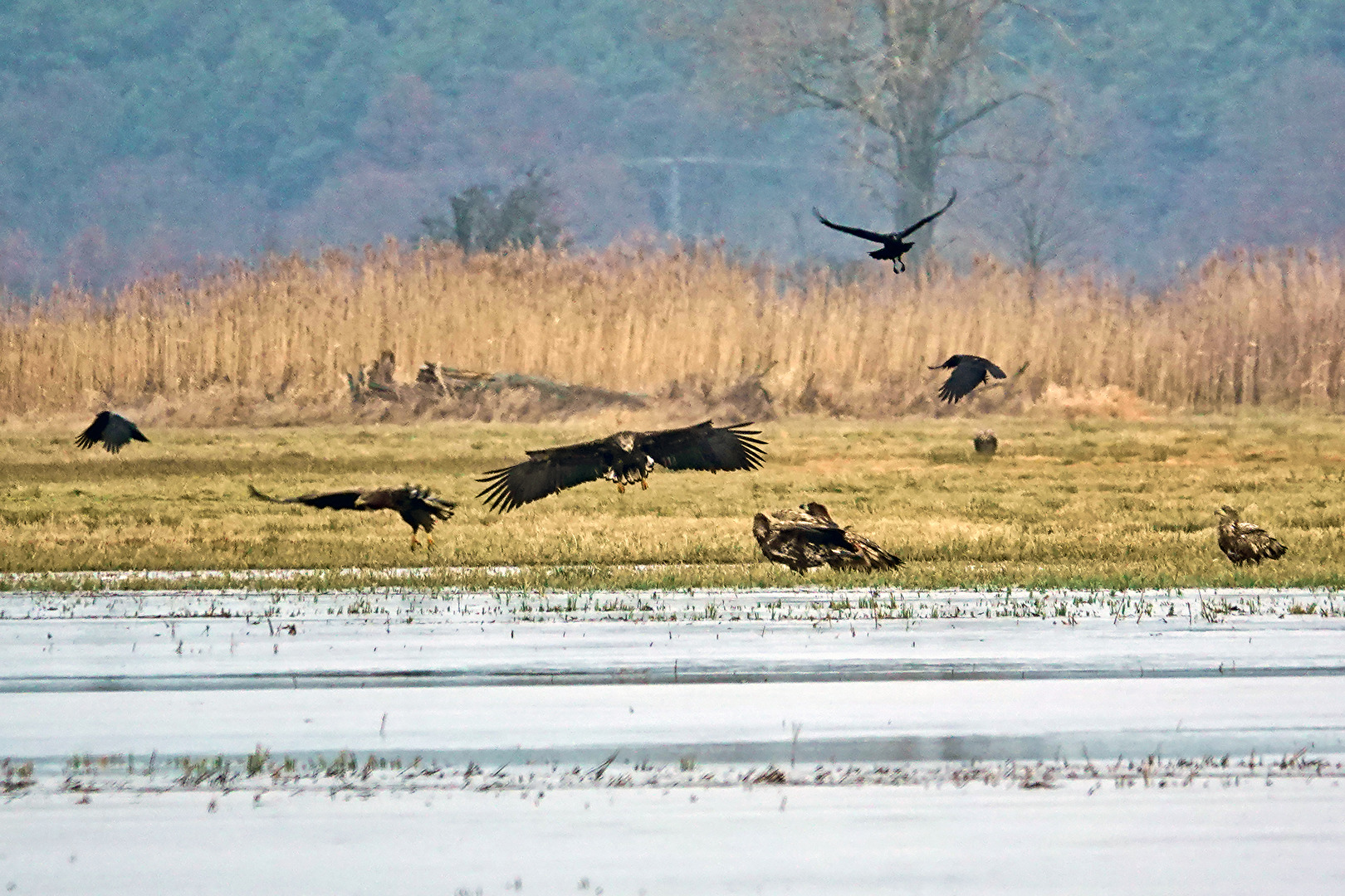 6 Seeadler und 3 Krähen ...