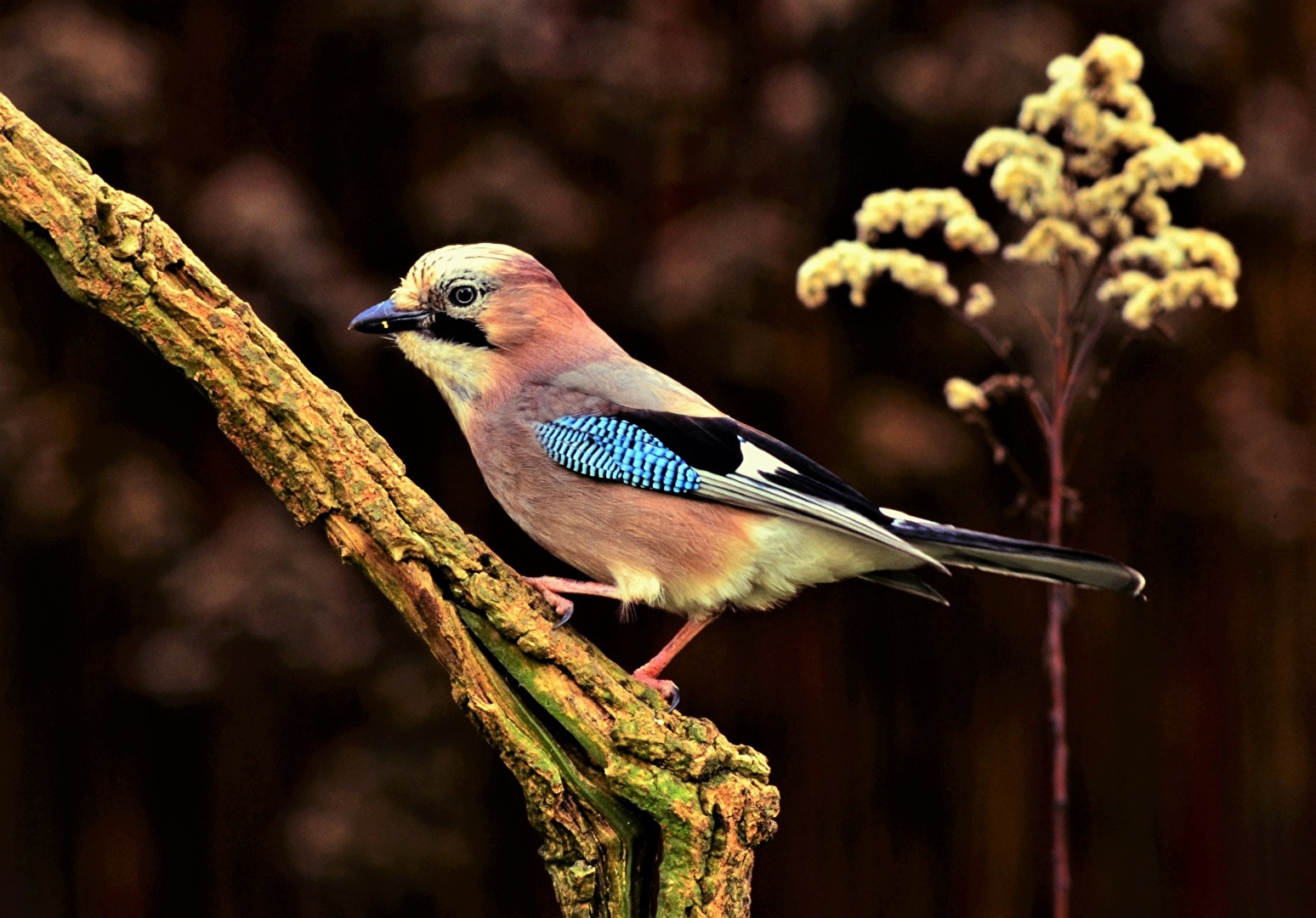 " Schöner Rabenvogel "