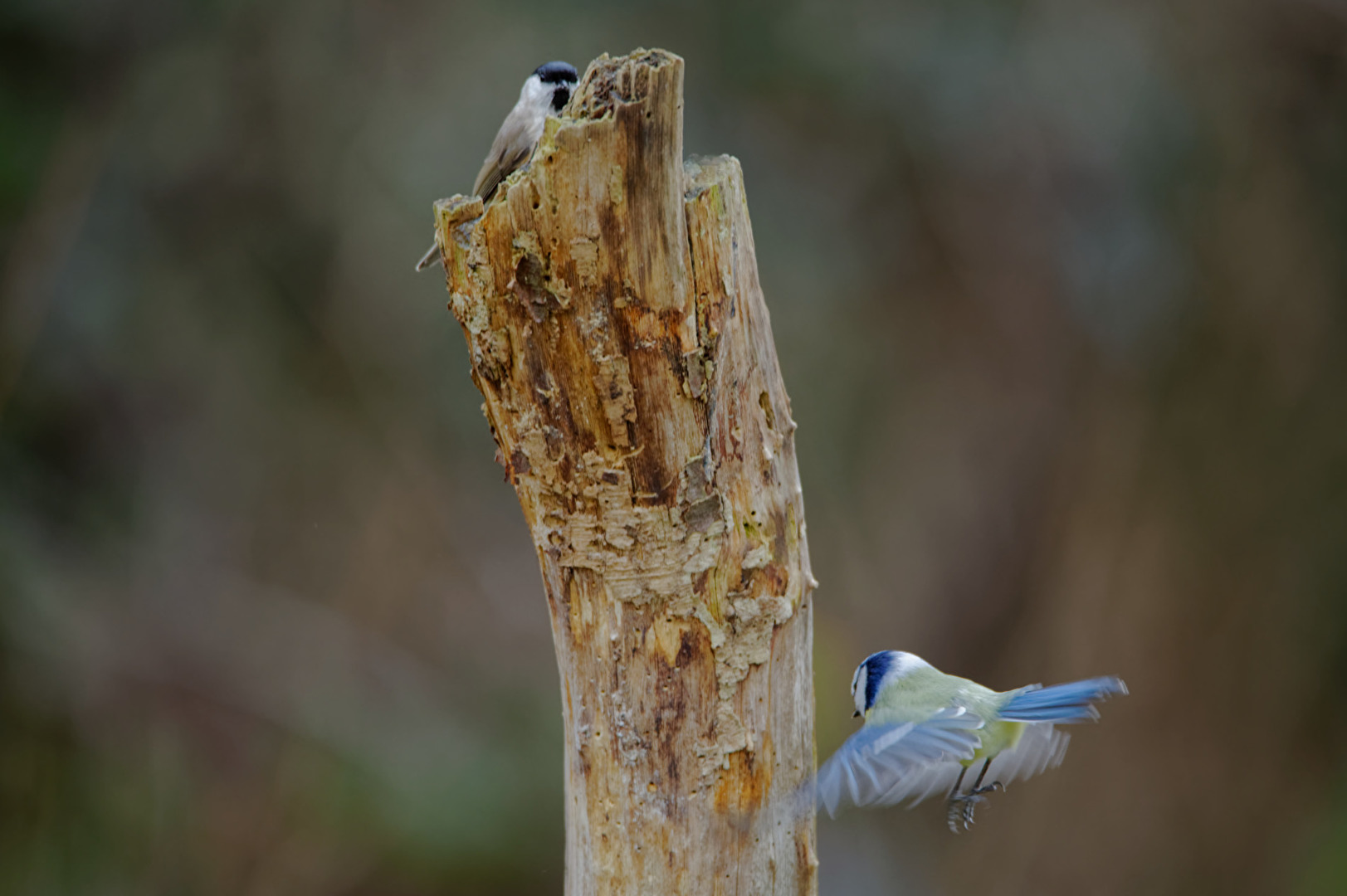 Im Anflug unter Beobachtung