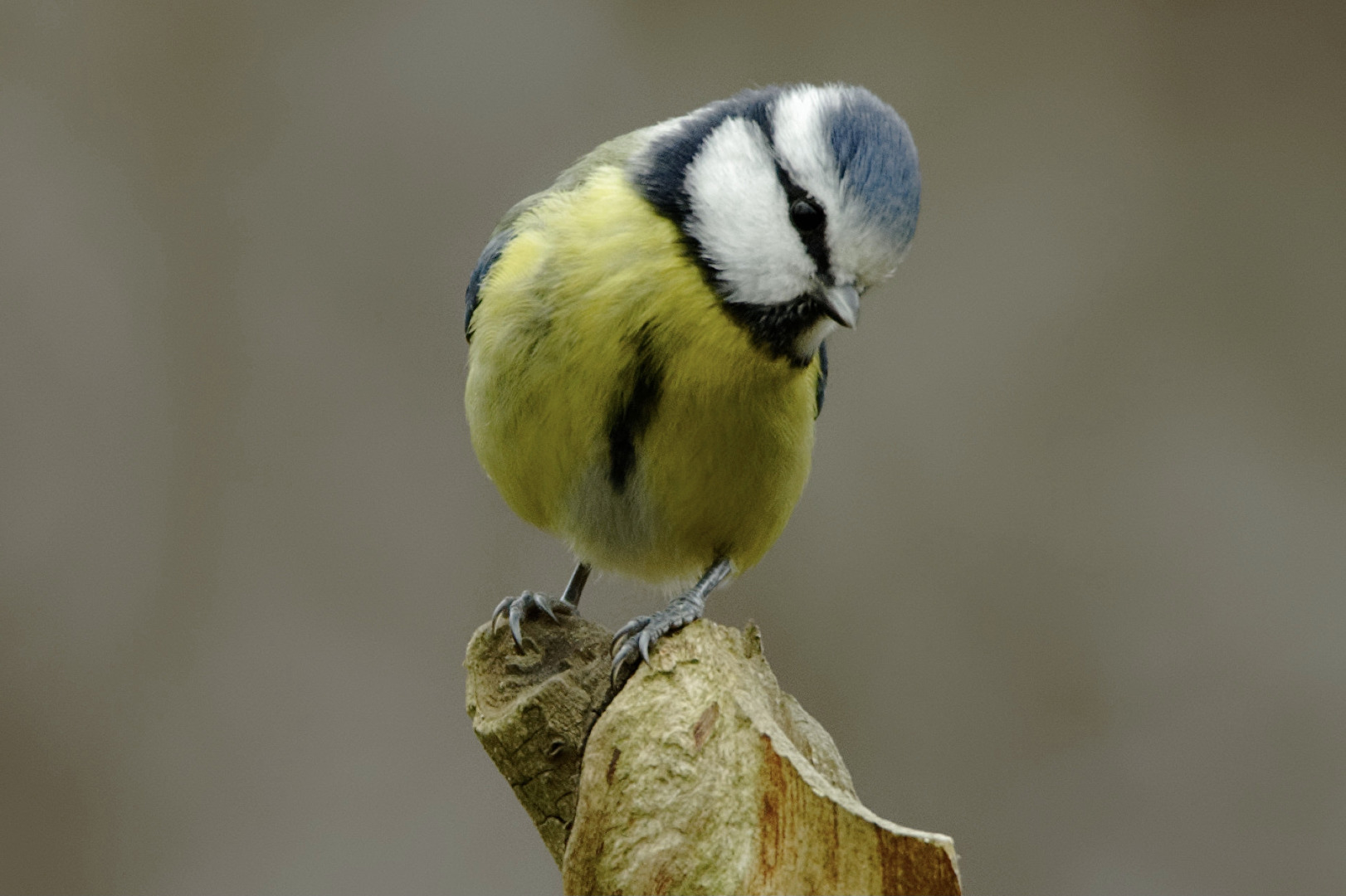 Blaumeise