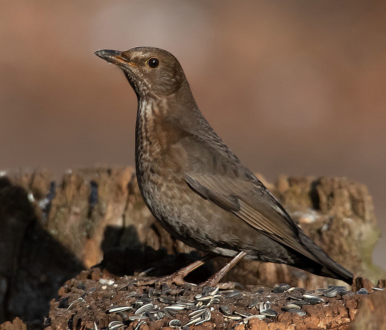 Amsel am Futterplatz