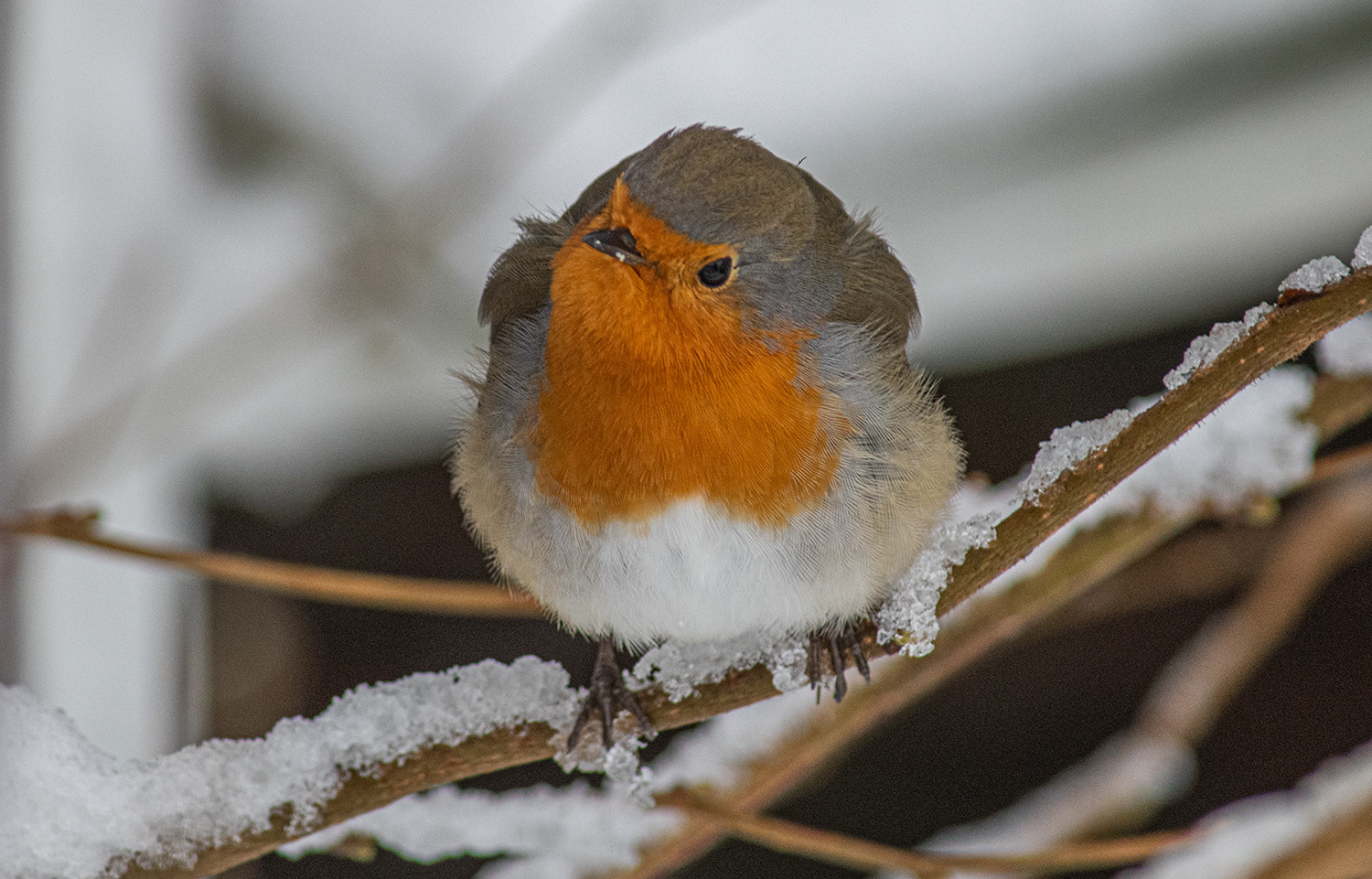 Rotkehlchen, lässt sich leicht fotografieren.