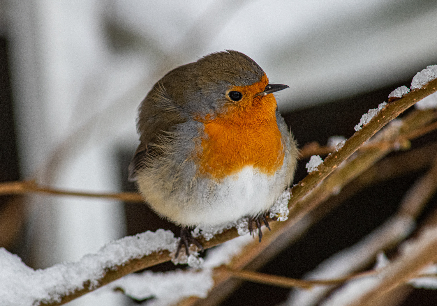Rotkehlchen, lässt sich leicht fotografieren.