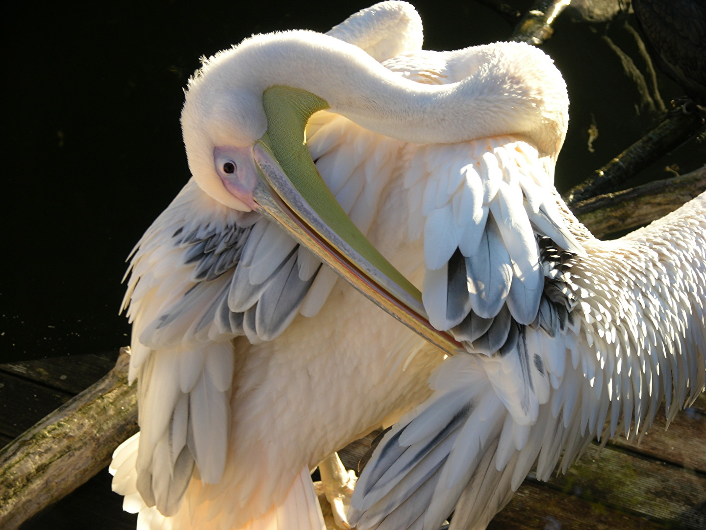 Vögel