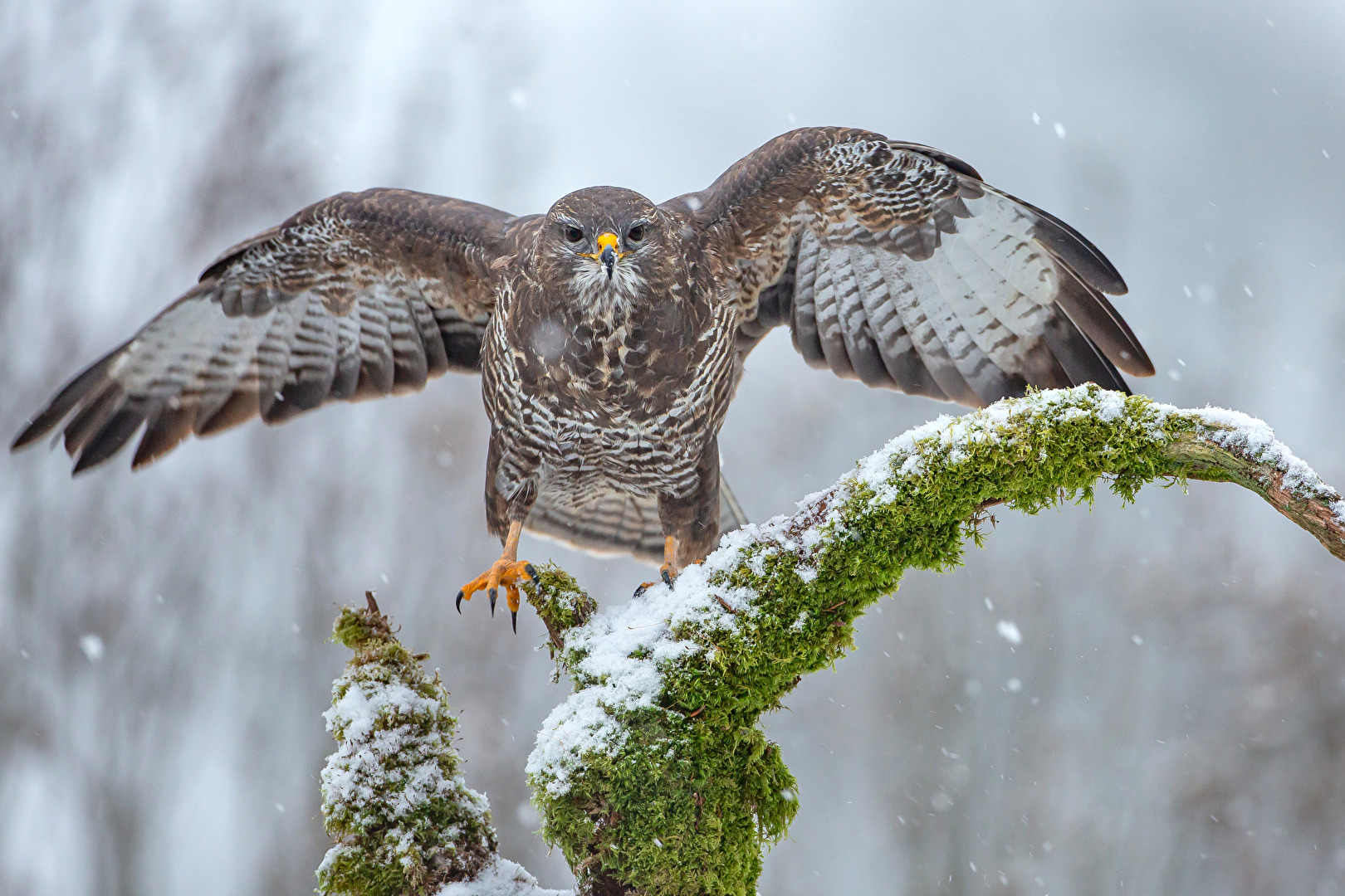 Mäusebussard