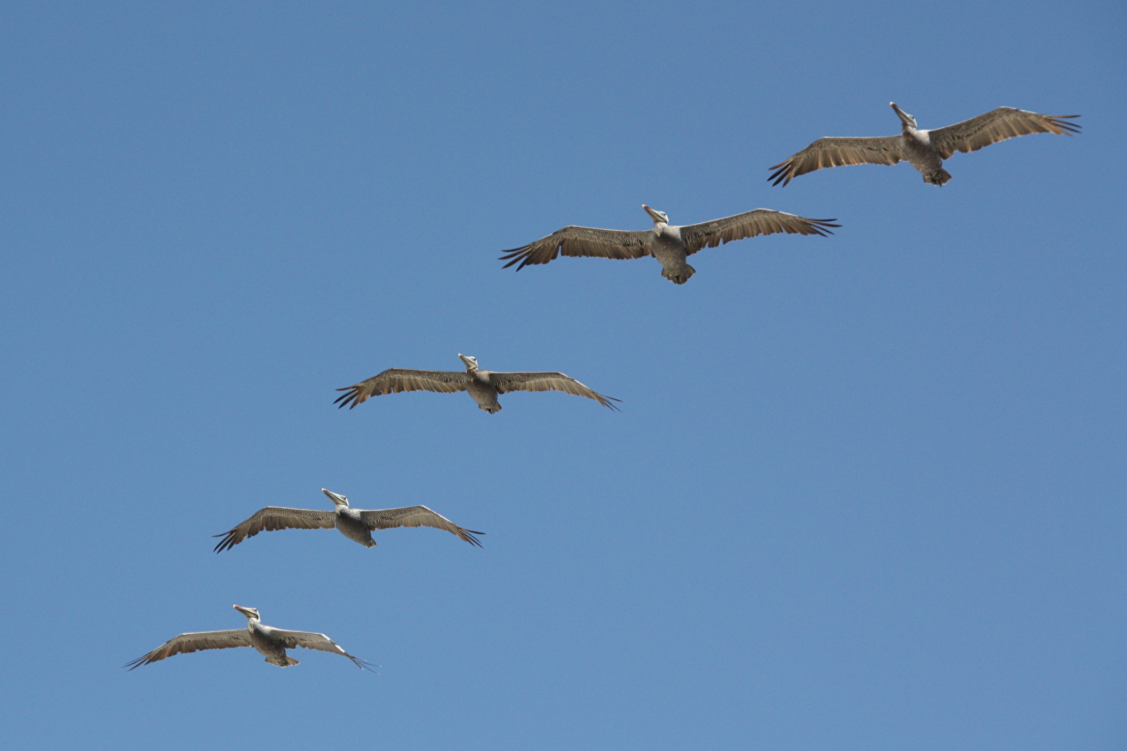 Vögel