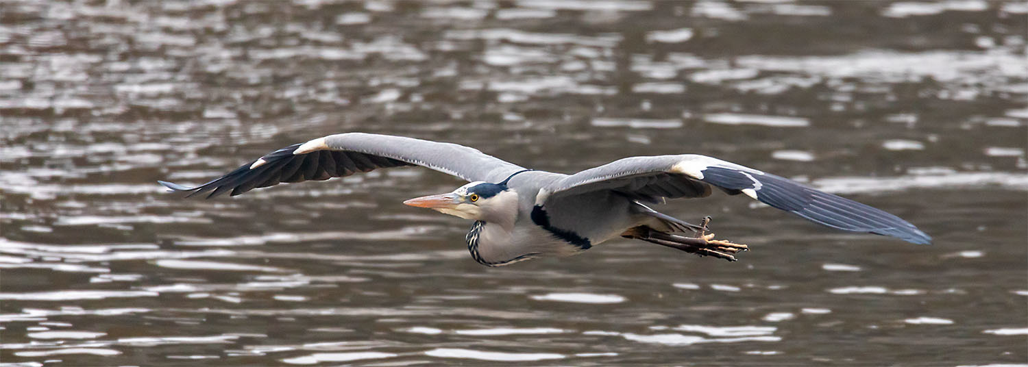 Graureiher beim Rundflug