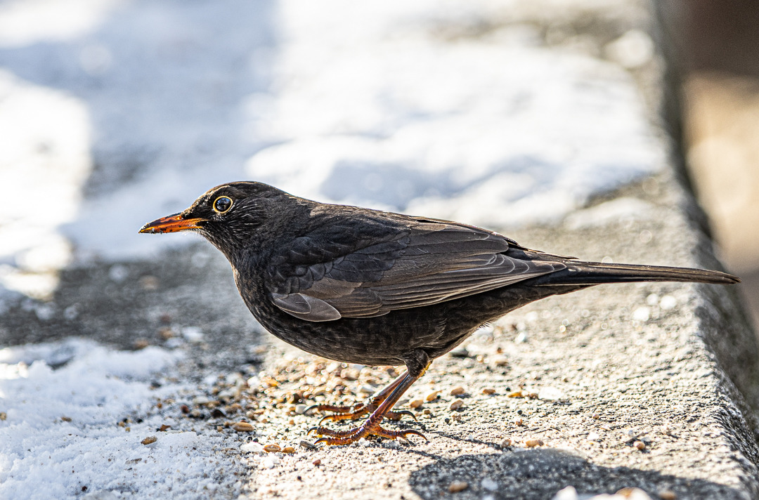Vögel