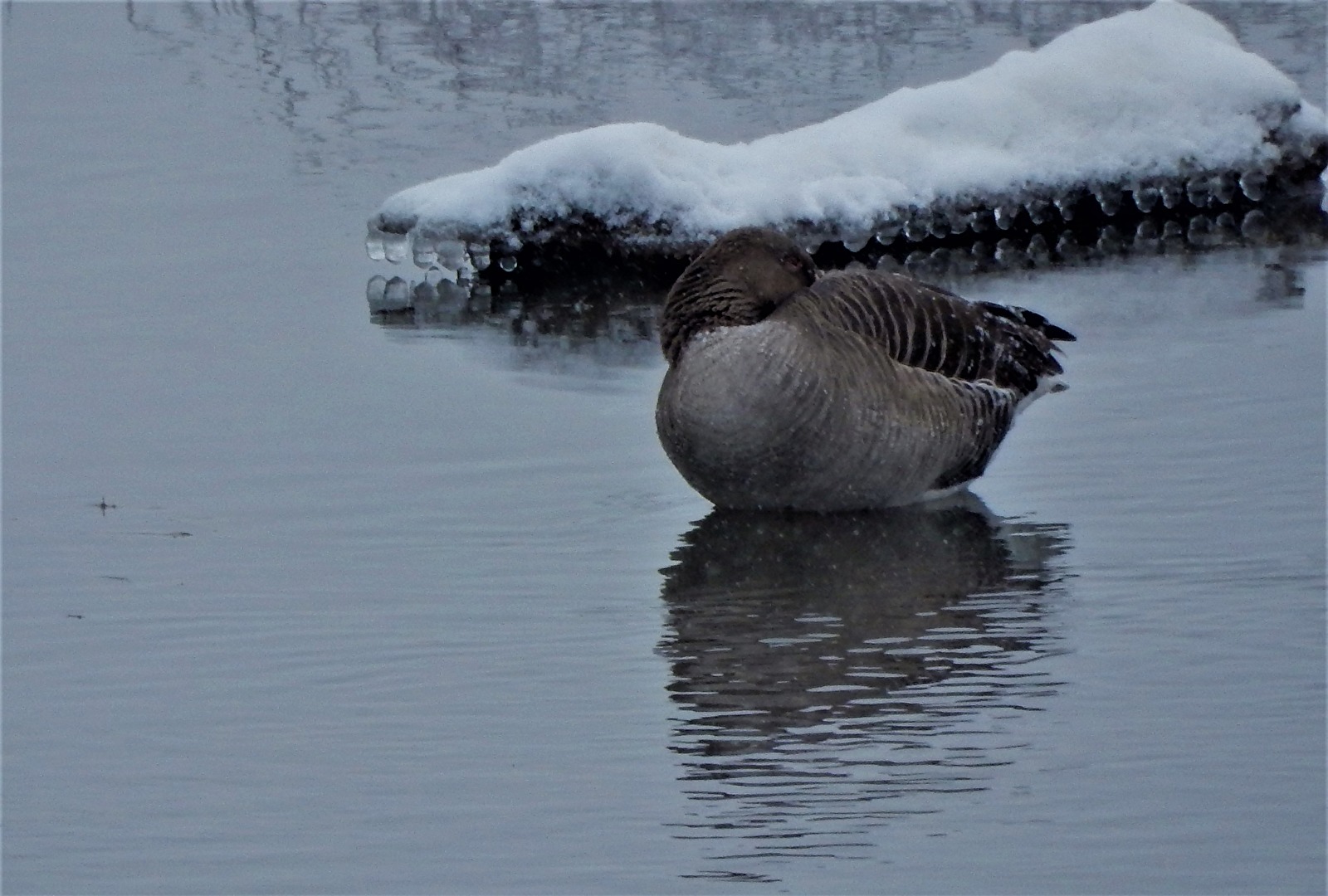 ich schlummere, Gefahr in Vollzug, ein Krokodil