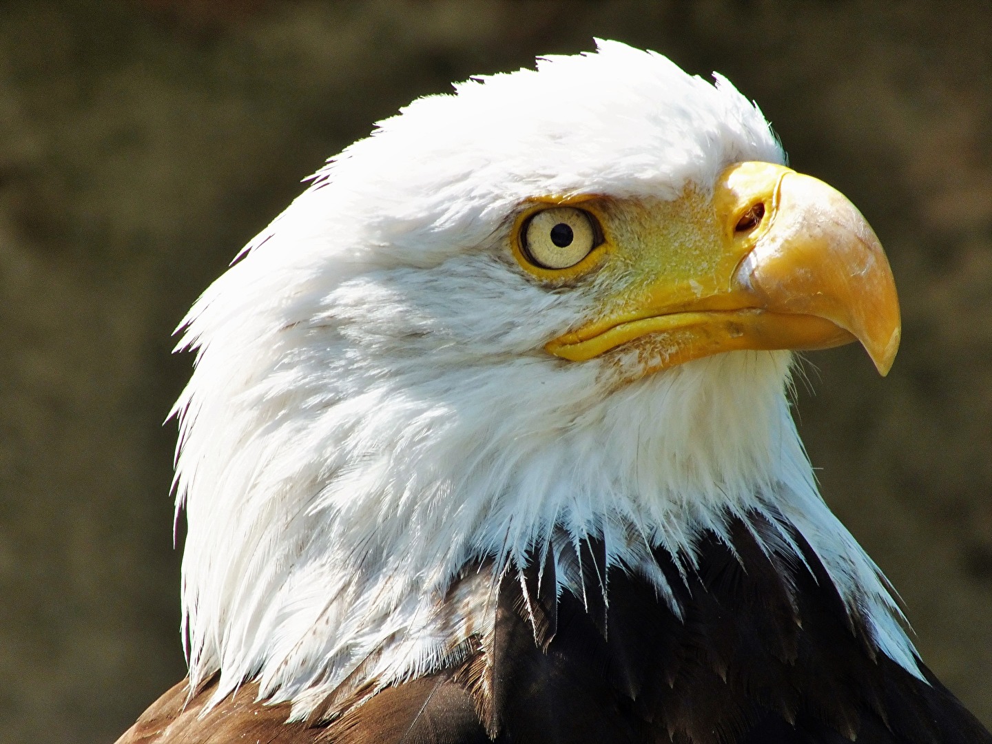 Weißkopfseeadler