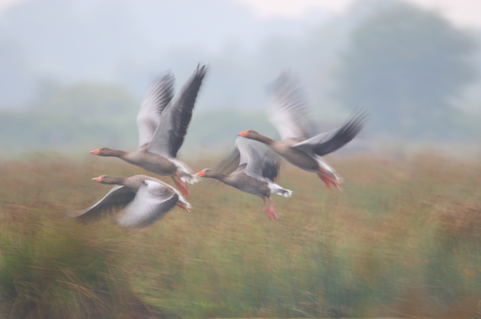 Graugänse im Morgengrauen