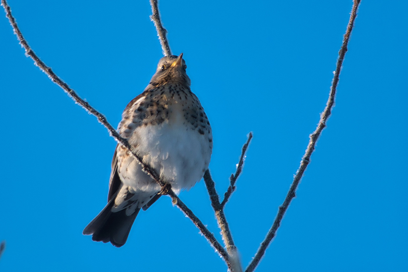 Drossel (wahrscheinlich eine Wacholderdrossel)