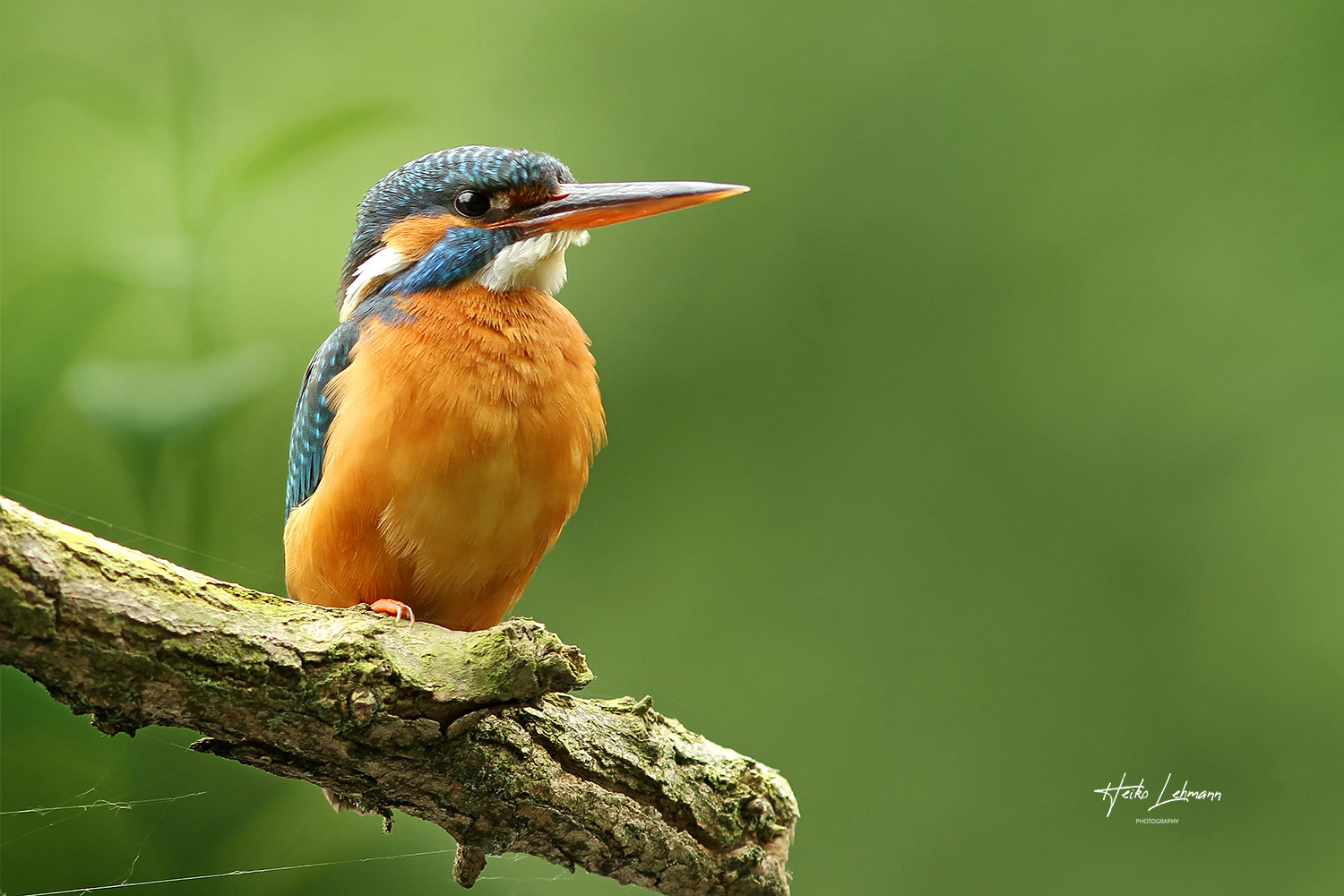 Der Eisvogel (Alcedo atthis)