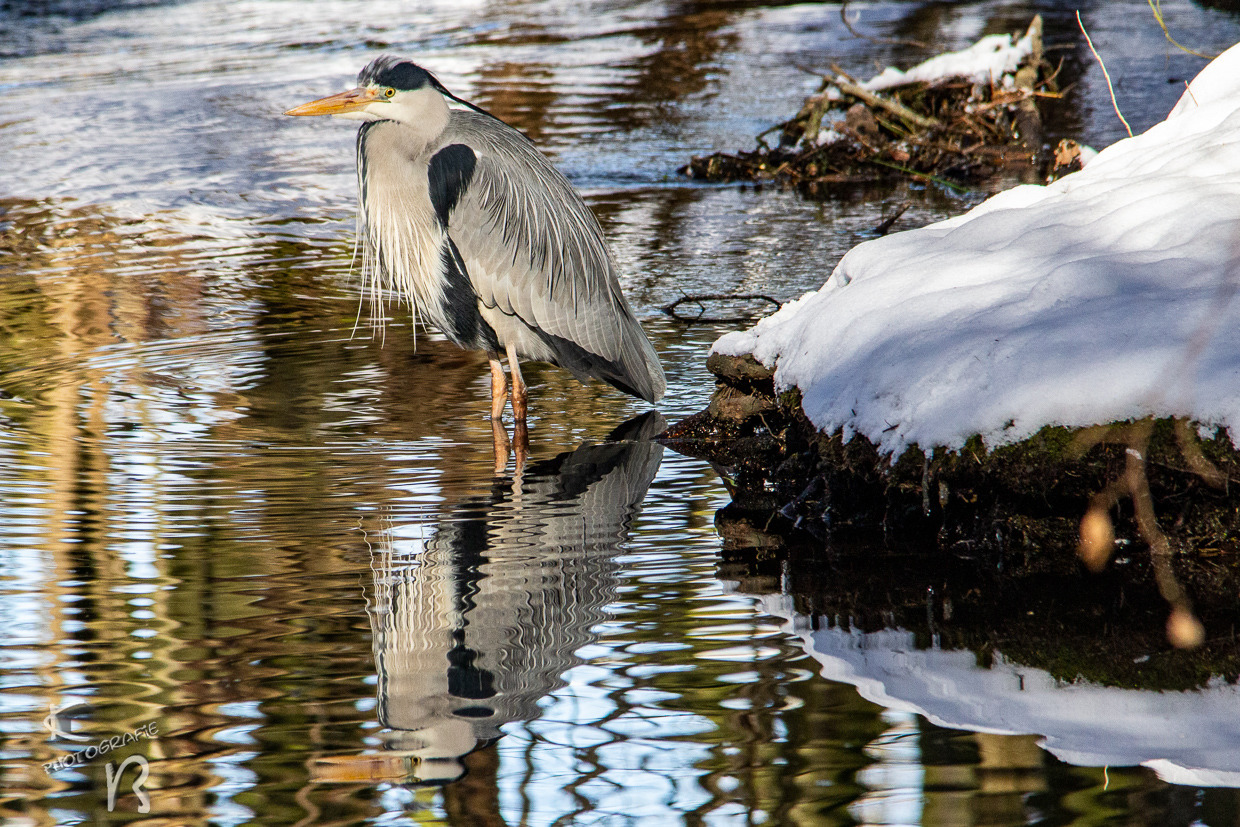 Reiher auf der Pirsch