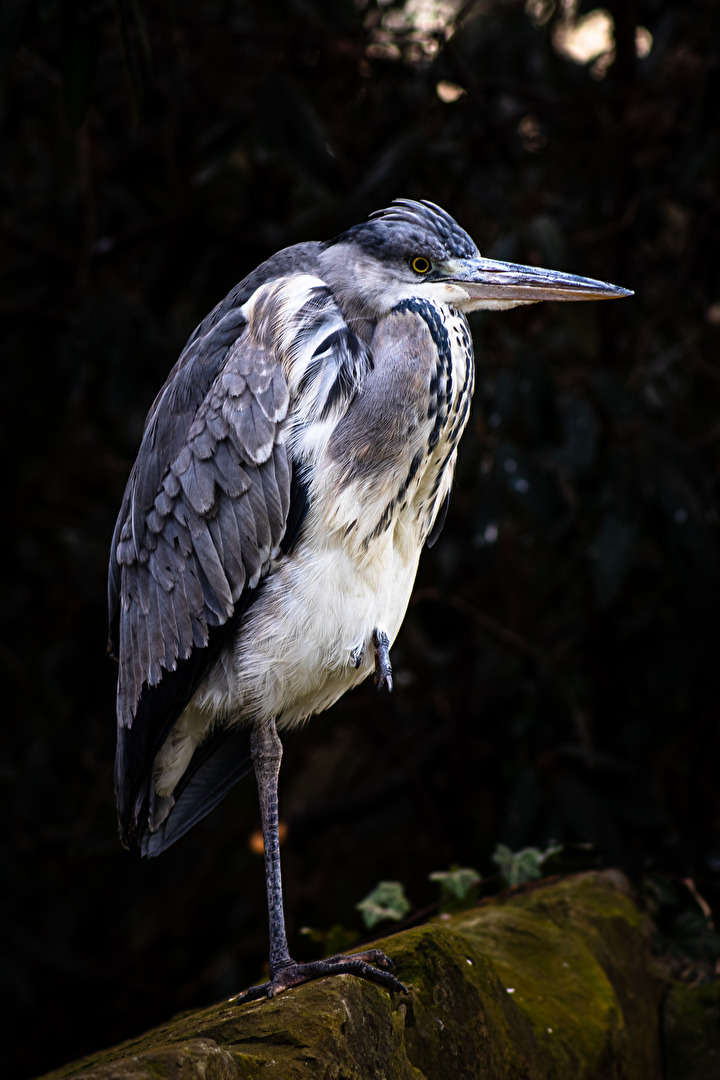 Reiher in Wartestellung