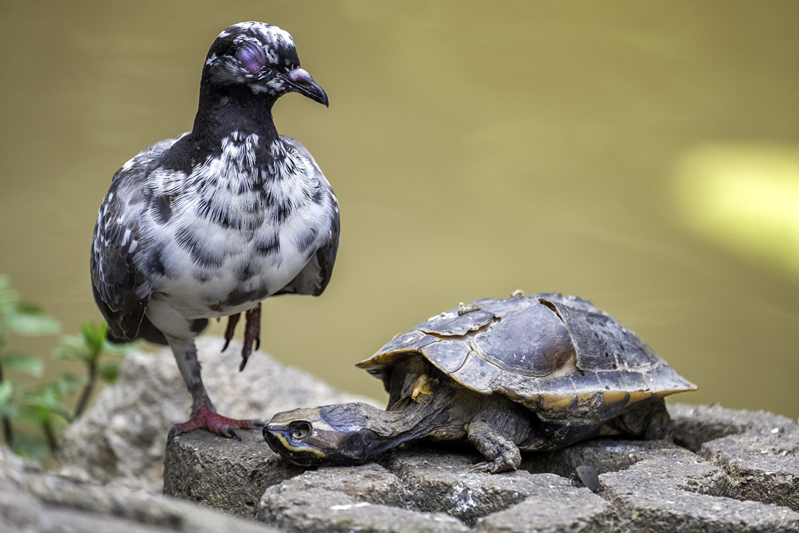 Die Taube und der Tod