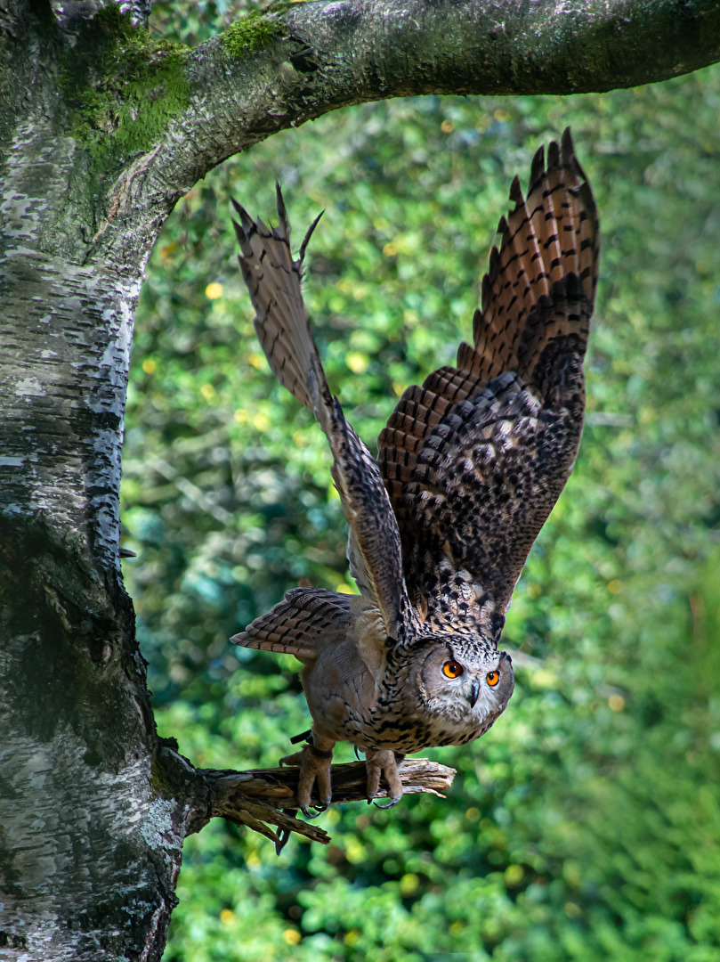 Eule in Anflug