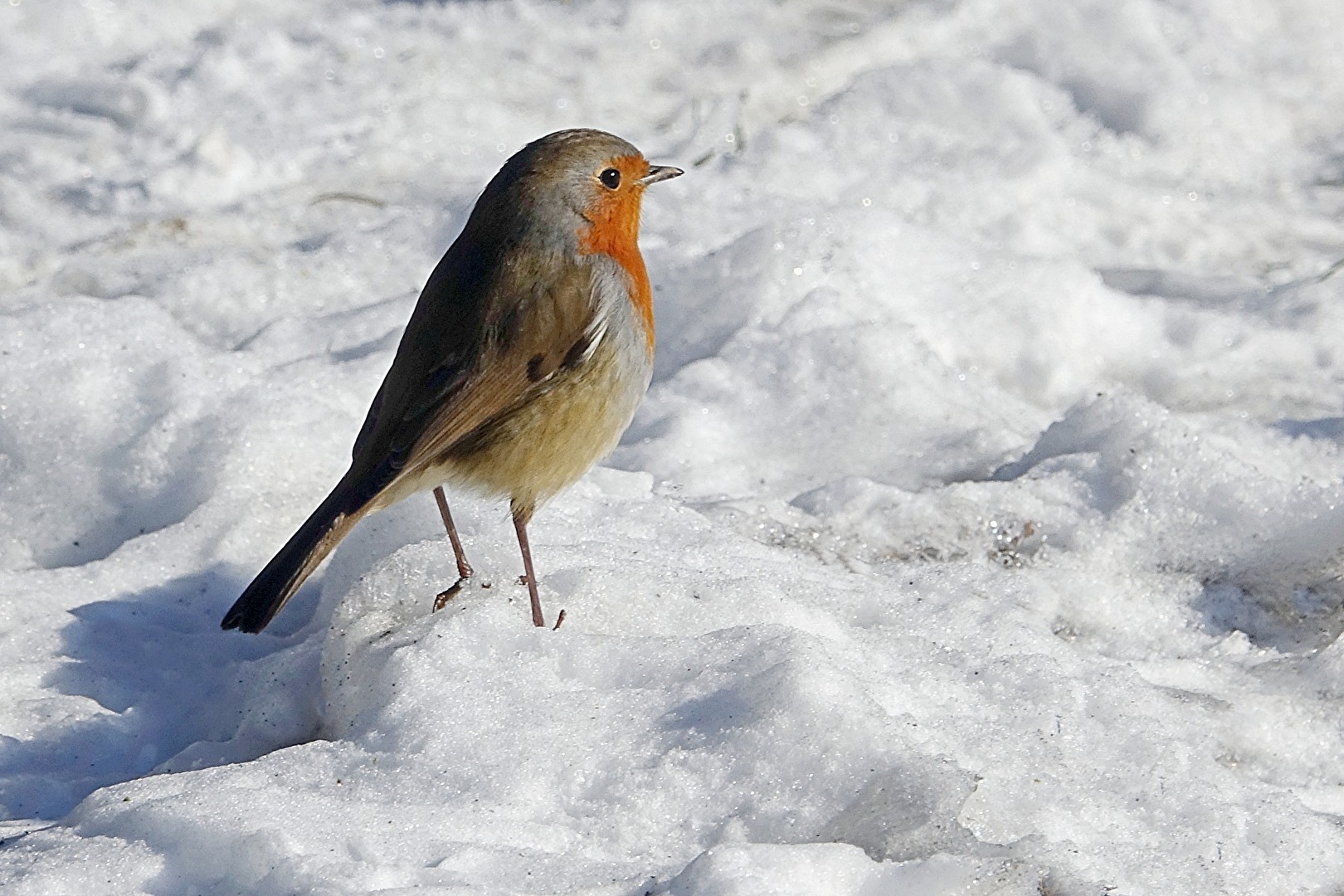 Rotkehlchen im Schnee