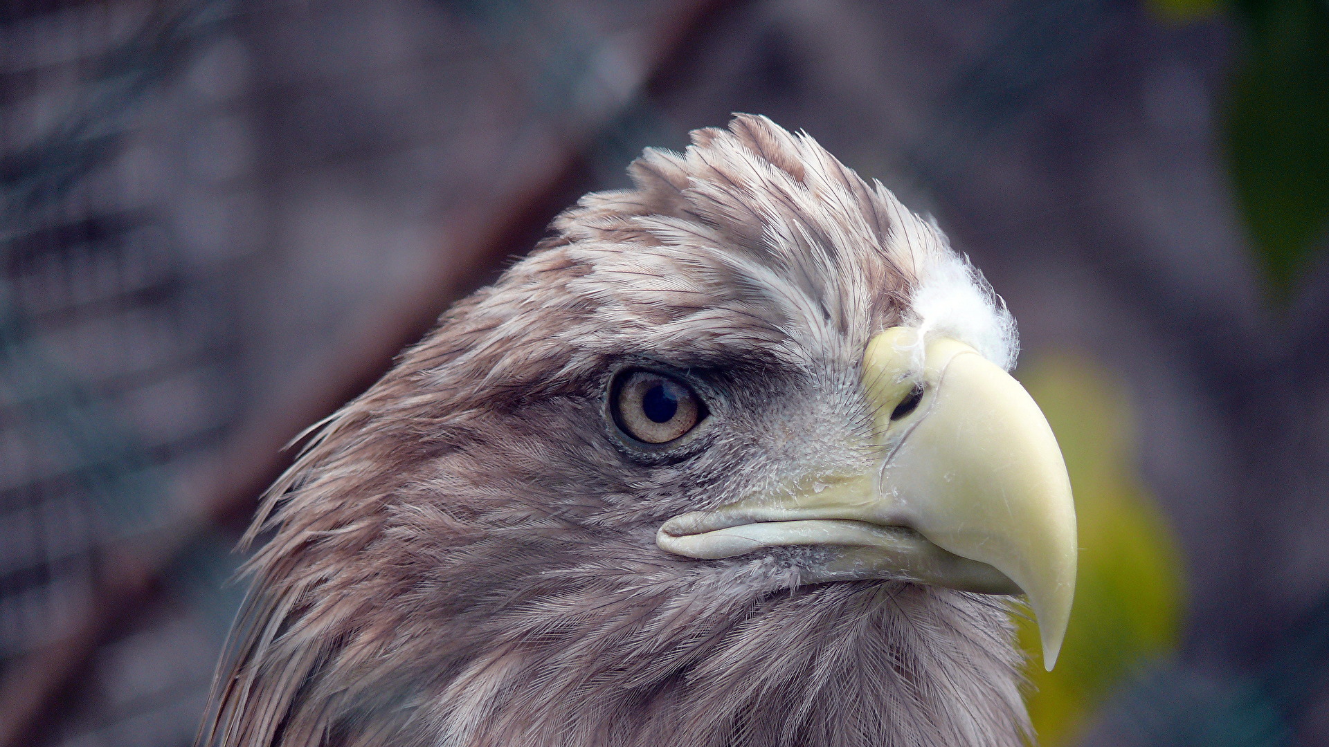 Vögel