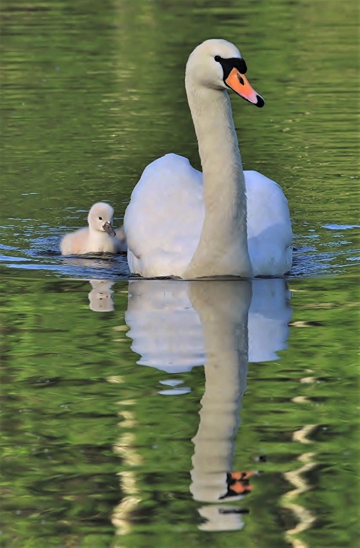" Mama , nicht so schnell ! "