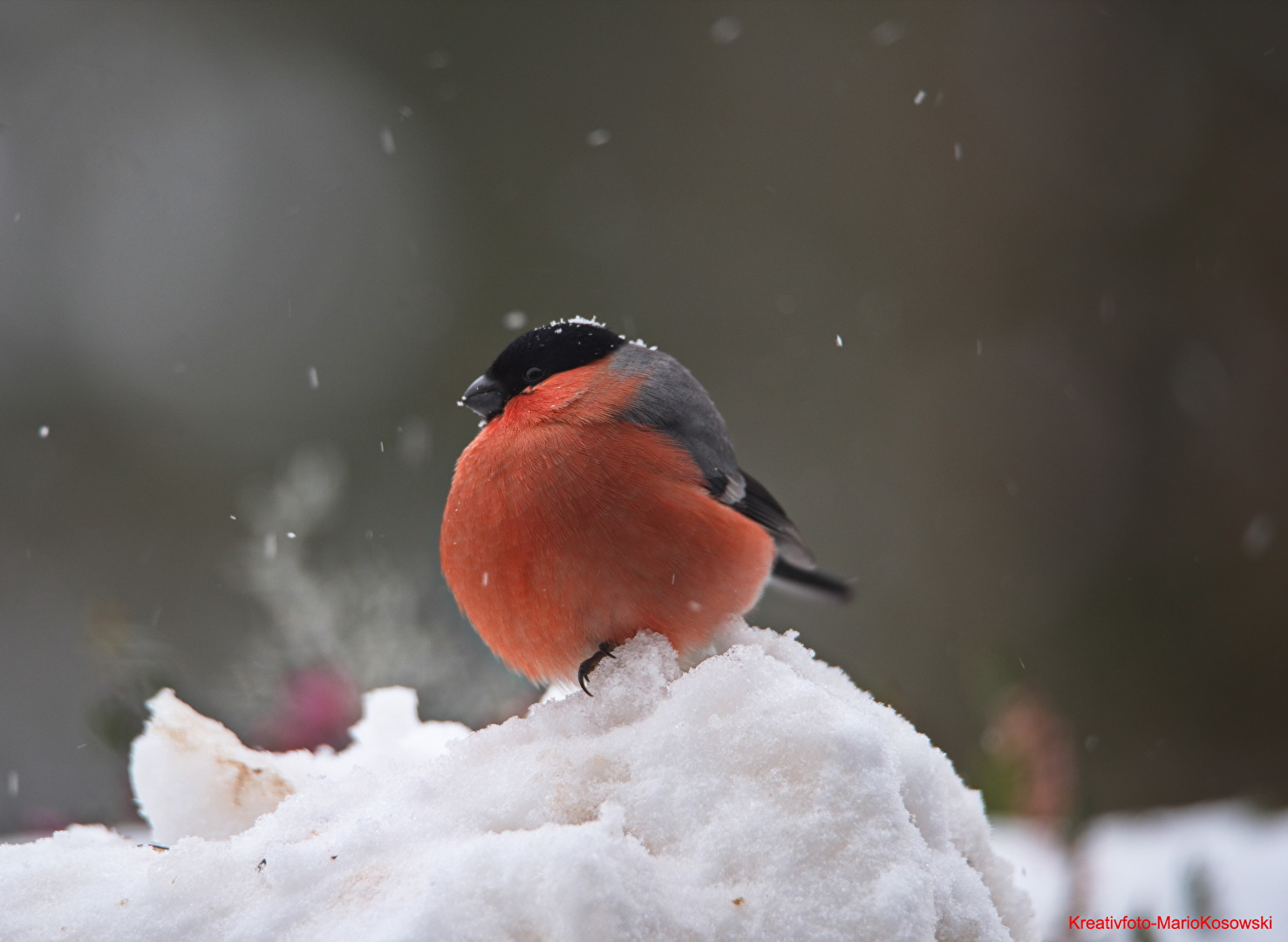 Gimpel im Schneetreiben