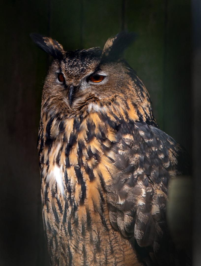 Europäisch Eule Wildpark Weiskirchen