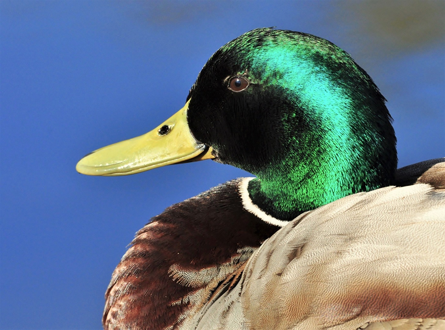 " Seine Herrlichkeit "