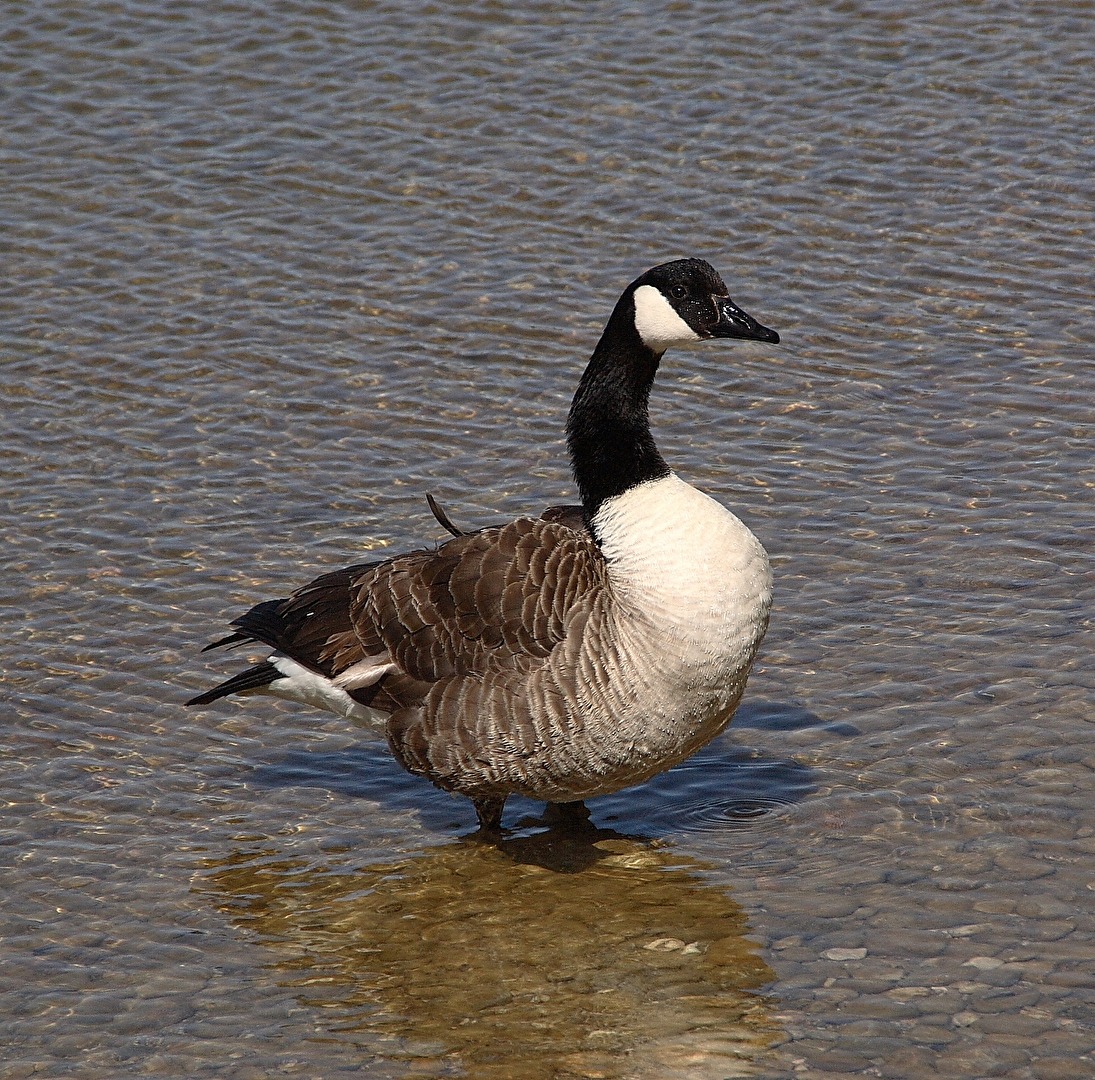 Vögel
