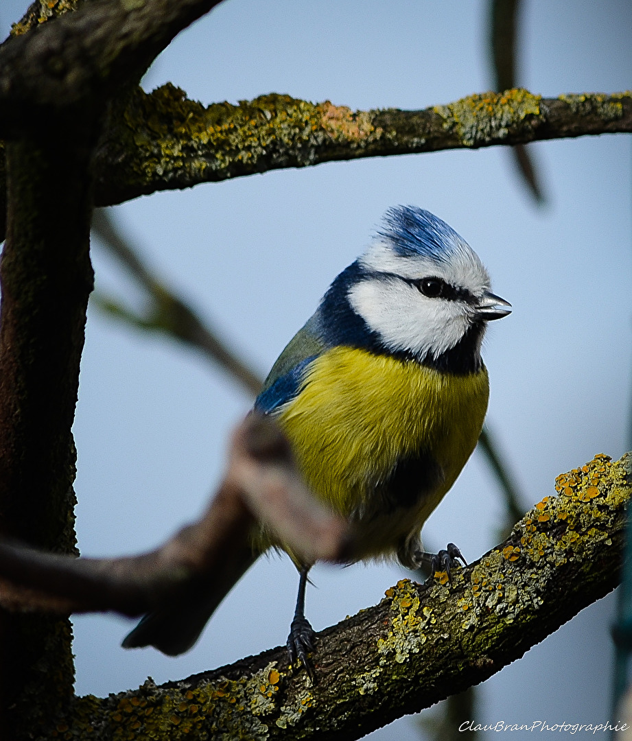 Kleine Blaumeise