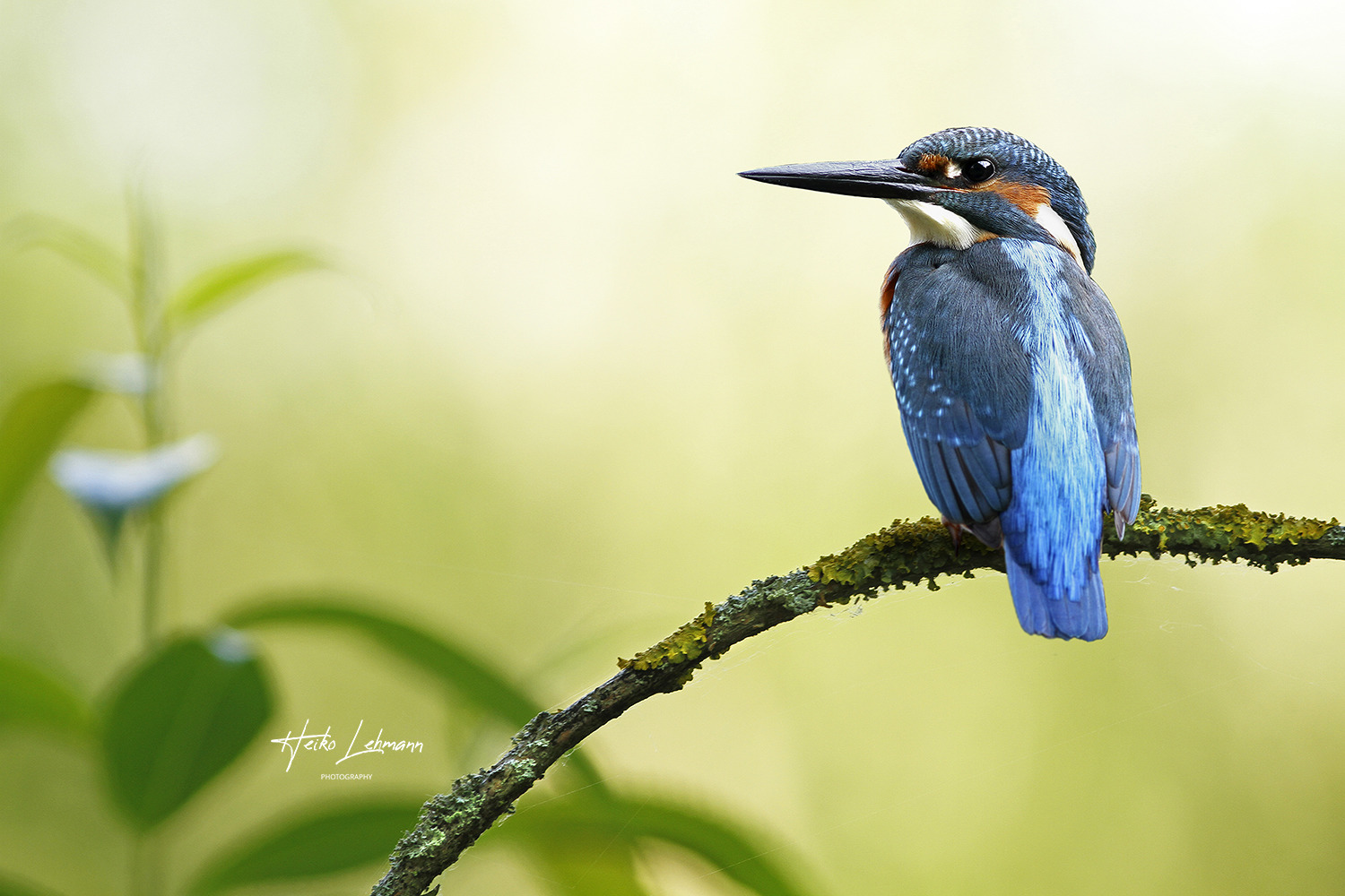 Der Eisvogel (Alcedo atthis)